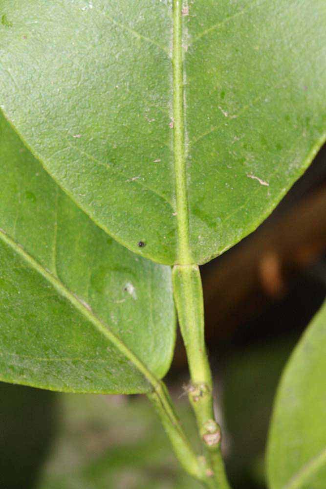              Petiole (Riverside, CA)       